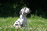 DOGUE ALLEMAND 422